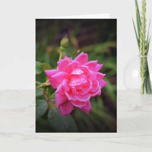 Red Rose & Raindrops, card (Front)