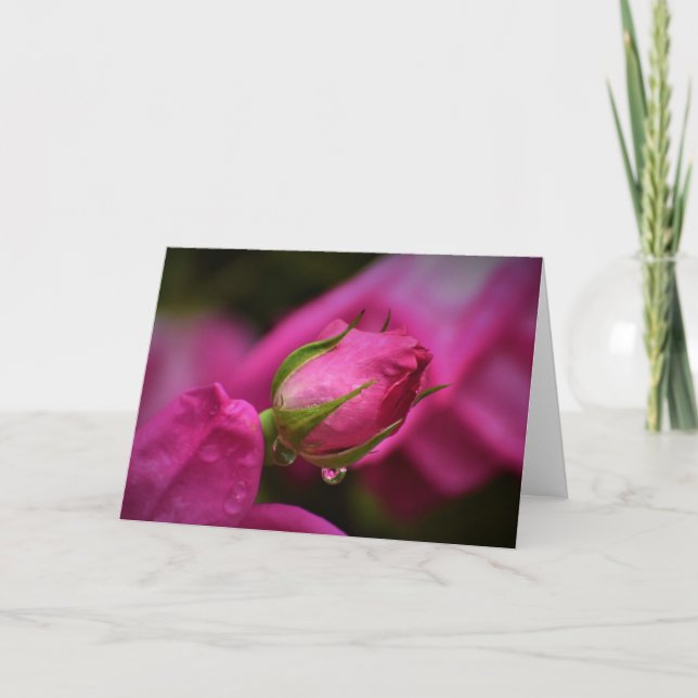 Red Rose & Raindrops, card (Front)