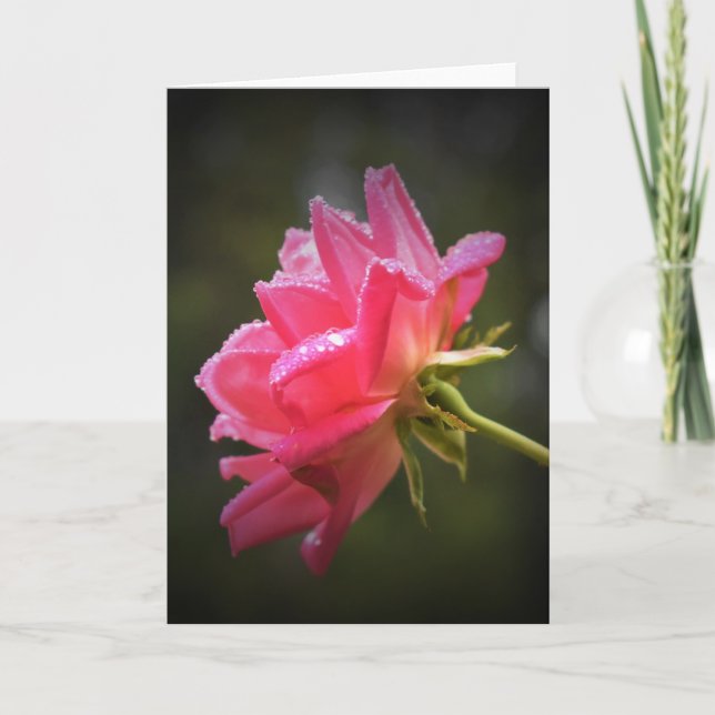 Red Rose & Raindrops, card (Front)