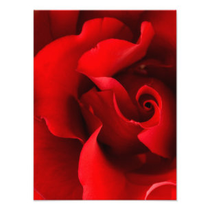 Red Rose - Roses Customised Template Photo Print