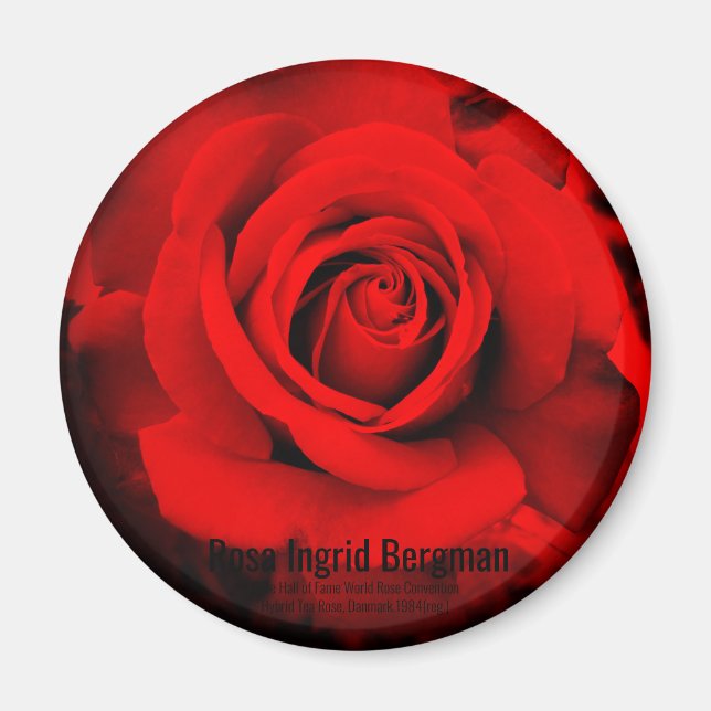 Red Rose：Round Magnet (Front)