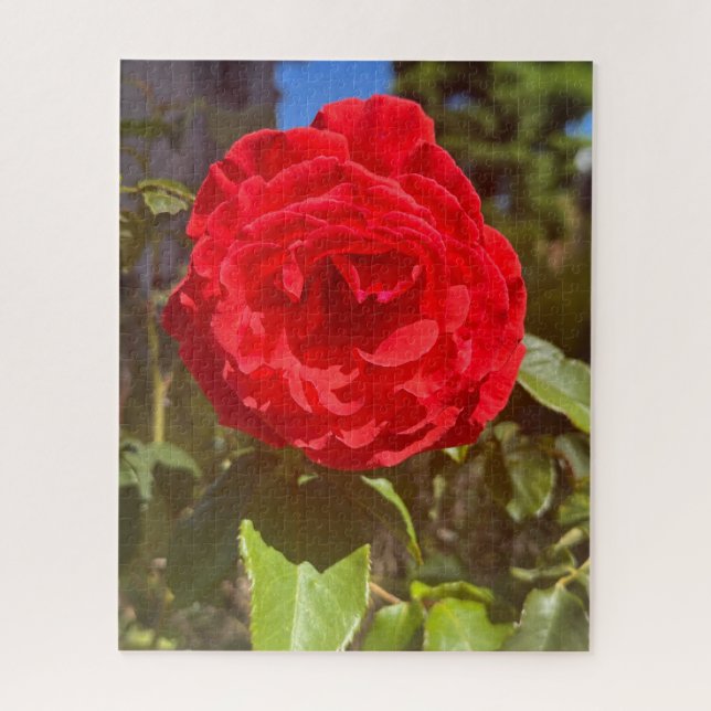 Red Rose, San Mateo Jigsaw Puzzle (Vertical)