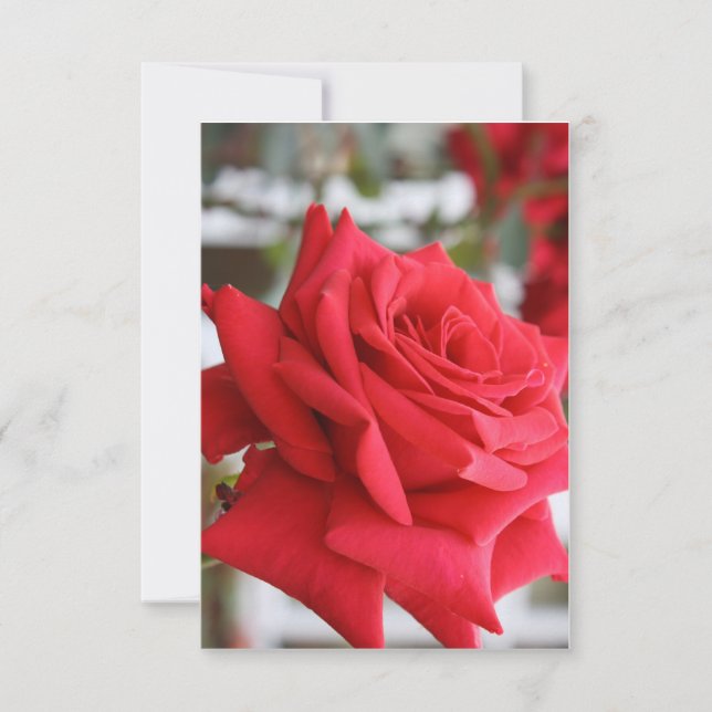 Red Rose Scottish Birthday Card Poem (Front)