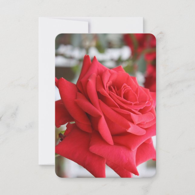 Red Rose Scottish Poem Birthday Card (Front)