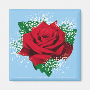 RED ROSE Sq Magnet