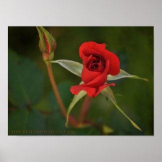 Red Rose starting to bloom Poster