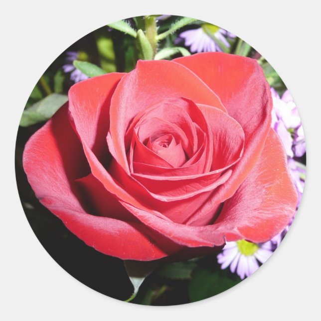 Red Rose sticker (Front)