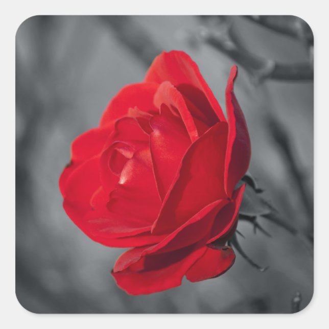 Red Rose Sticker (Front)