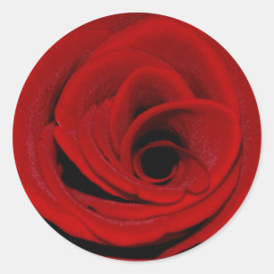 Red Rose Sticker