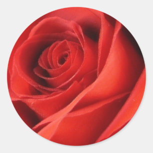 Red rose stickers