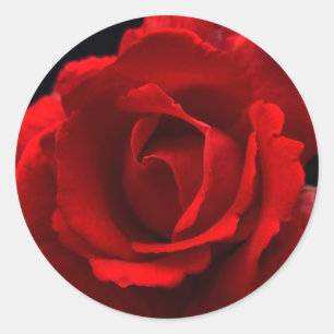 Red Rose stkcnm Classic Round Sticker