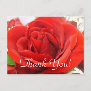 Red Rose Thank You! Postcard