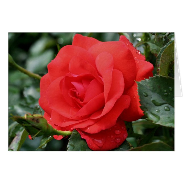 Red Rose Thorns Flower Photography Card (Front Horizontal)