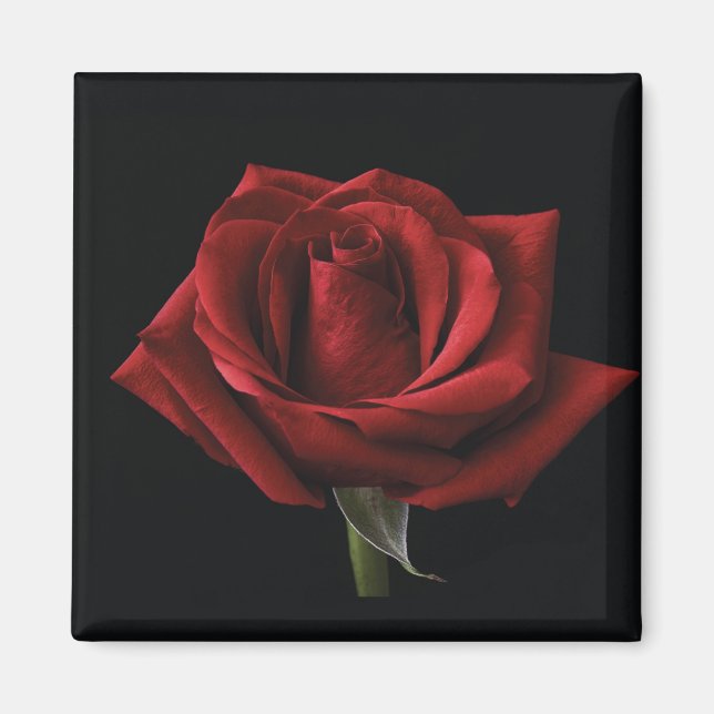 Red rose throw pillow magnet (Front)