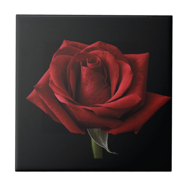 Red rose throw pillow tile (Front)