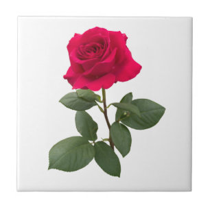 Red rose tile