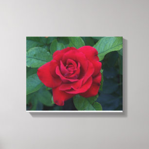 Red Rose Up Close Canvas Print