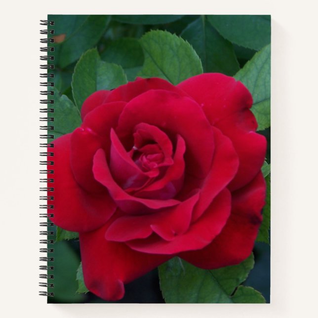 Red Rose Up Close Notebook (Front)
