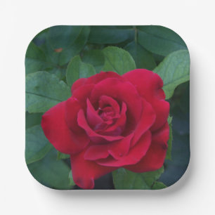 Red Rose Up Close Paper Plate