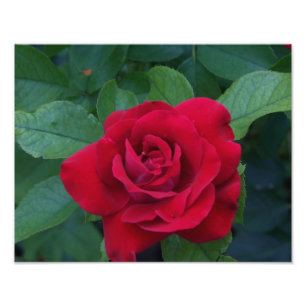 Red Rose Up Close Photo Print