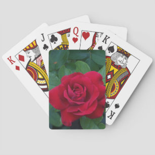 Red Rose Up Close Playing Cards