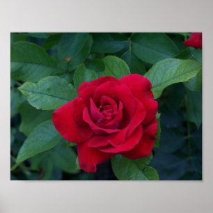 Red Rose Up Close Poster