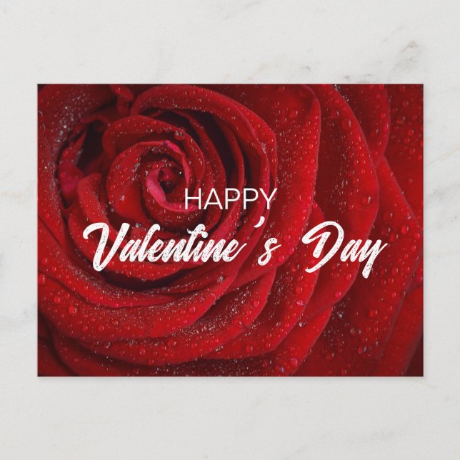 Red Rose, Valentine Postcard (Front)