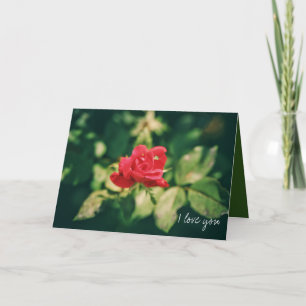 Red Rose Valentine's I Love You Always Card