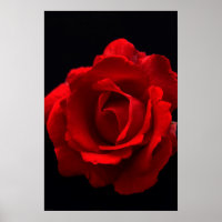 Red Rose wapm