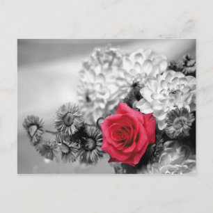 Red Rose with Black and White Background Postcard