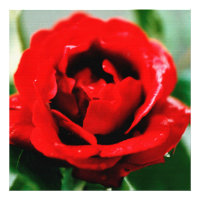 Red Rose with Dew Drops