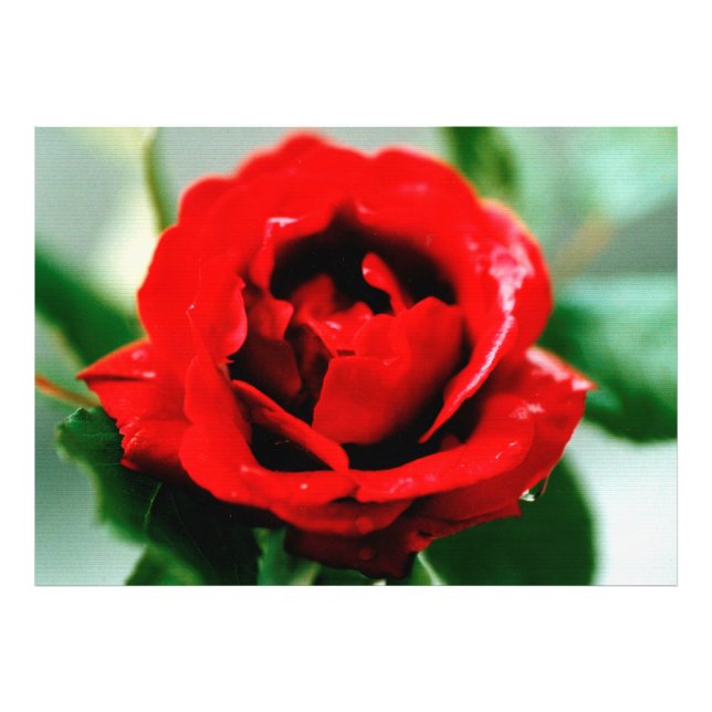 Red Rose with Dew Drops   Photo Print (Front)