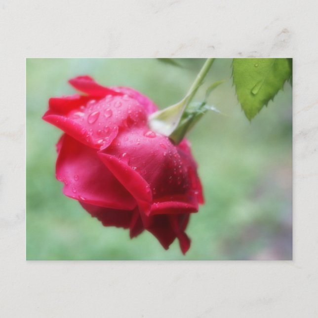 Red Rose With Water Droplets Post Card (Front)