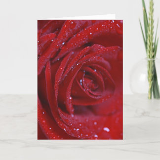 Red rose with water drops Greeting card with love