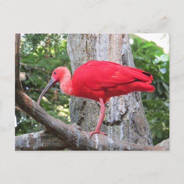 Red Roseate Spoonbill Exotic Bird Postcard (Front)