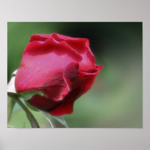 Red Rosebud Bending  Poster