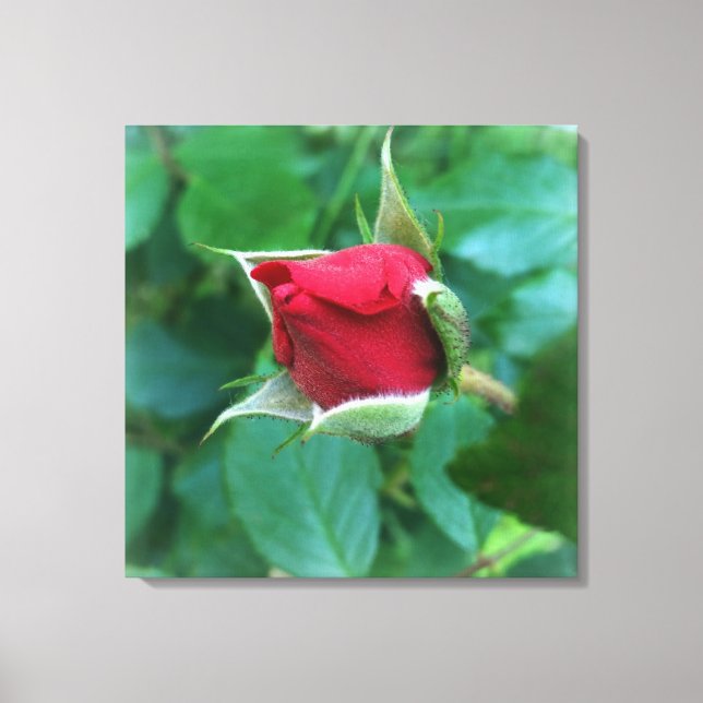 red rosebud canvas print (Front)