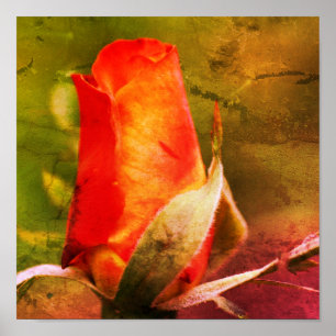 Red Rosebud Close Up Distressed Art Poster