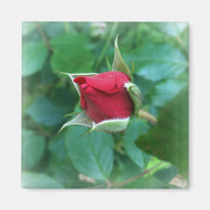 red rosebud magnet