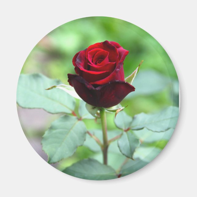 Red Rosebud Magnet (Front)