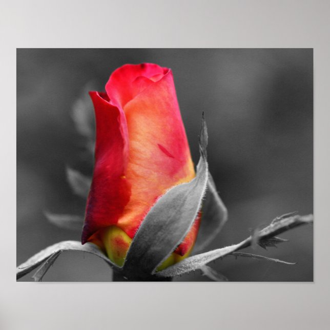 Red Rosebud Partial Colour Poster (Front)