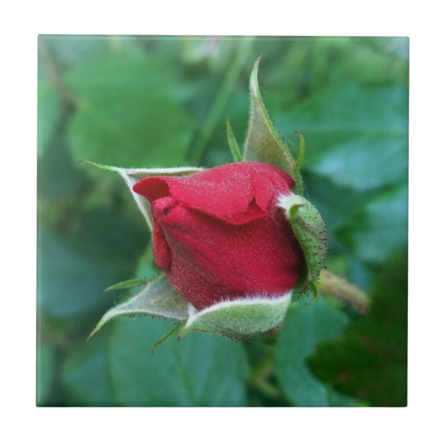 red rosebud tile (Front)