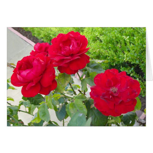 Red Roses (Front Horizontal)