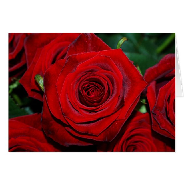 Red Roses (Front Horizontal)