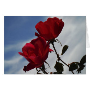 Red Roses Against a Bright Blue Sky