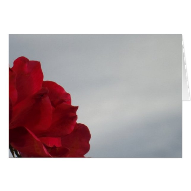 Red Roses Against a Bright Blue Sky (Front Horizontal)