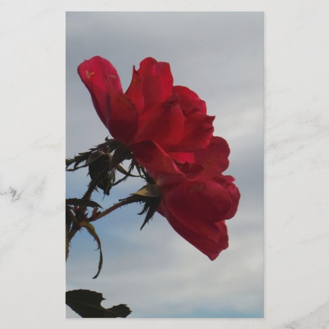Red Roses Against a Bright Blue Sky (Front)