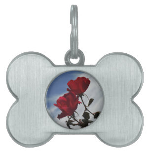 Red Roses Against a Bright Blue Sky Pet Name Tag