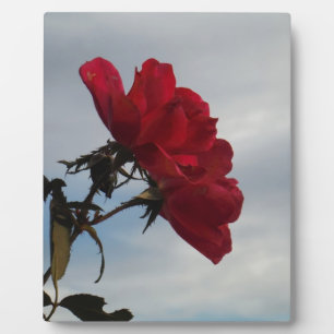 Red Roses Against a Bright Blue Sky Plaque