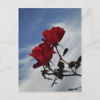 Red Roses Against a Bright Blue Sky
